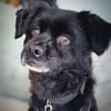 Casimiro sucht sein Zuhause