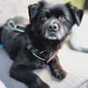 Casimiro sucht sein Zuhause