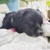 Casimiro sucht sein Zuhause