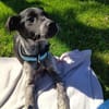 Herzensbrecher Frodo sucht Lebensplatz
