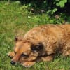 🐾 Bella 🐾 sucht dringend ihr Zuhause