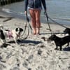 Wolf ist bereit für sein Zuhause