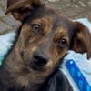 Amy sucht ein freies Körbchen