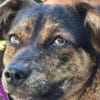 Amy sucht ein freies Körbchen