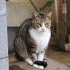 Frimousse