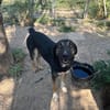 Pepita