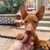 ALDO (Martina)