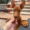 ALDO (Martina)