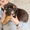 CAPUCINE (Animalea)