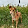 FILEMON (Animalea)
