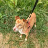 FILEMON (Animalea)