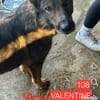 Valentine