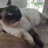 PINO
