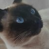 PINO