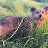 HOLLIE * klein und wendig