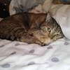 Mia und Olimba wollen zusammen bleiben