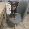 🐾 Maya  winzige Terrier-Mix-Hündin