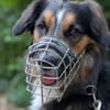 Goofy möchte endlich ankommen