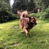 Nevi sucht sein Zuhause