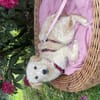 Cloe