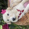 Cloe