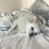Mia - ist kuschelbedürftig