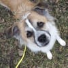 ROMEO - ein Junghund zum Verlieben!