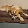 ROMEO - ein Junghund zum Verlieben!
