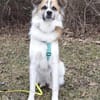 ROMEO - ein Junghund zum Verlieben!