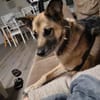 IVY- sucht ein ländliches Zuhause