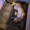 IVY- sucht ein ländliches Zuhause
