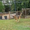 IVY- sucht ein ländliches Zuhause