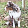 Holly - suchen ländliches,ruhiges Heim