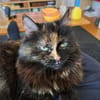 ihre Hoheit Frau Flausch Rheingau