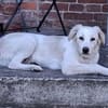 Beto, sensibler Welpe sucht Zuhause