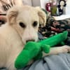 Beto, sensibler Welpe sucht Zuhause