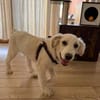Beto, sensibler Welpe sucht Zuhause