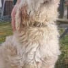 Karena, Wuschelmaus mit Handicap