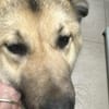 Marla, hübsche Junghündin sucht Zuhause