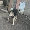 Marla, hübsche Junghündin sucht Zuhause