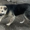 Marla, hübsche Junghündin sucht Zuhause
