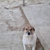 Lucky, hol dir das Glück ins Haus