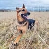 Gwen - ist sehr aktiv&intelligent