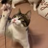 Tiny, lebenslustiger Herzensbrecher, 9M