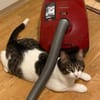 Tiny, lebenslustiger Herzensbrecher, 9M