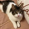 Tiny, lebenslustiger Herzensbrecher, 9M