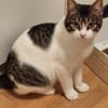 Tiny, lebenslustiger Herzensbrecher, 9M
