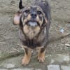 Lenny träumt vom warmen Körbchen (E)