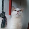Leni, sanfte Katzenseele, ca. 8 Monate