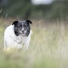 Ginny sucht ihre Familie
